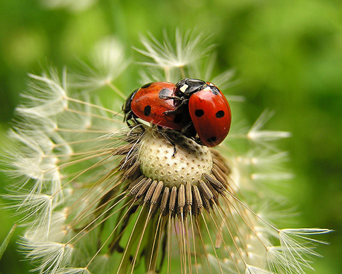Mating Ladybugs