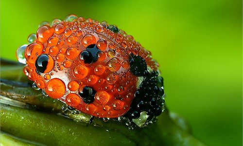 Ladybug with waterdrops