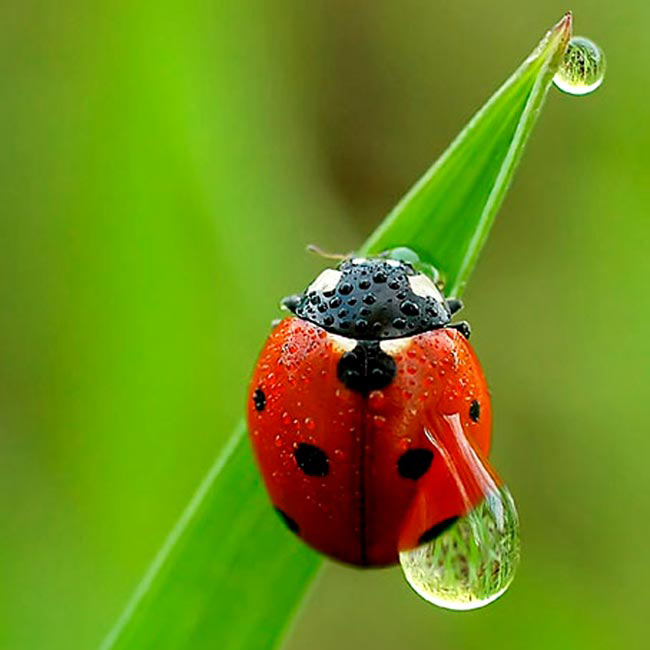 Ladybug with waterdrop